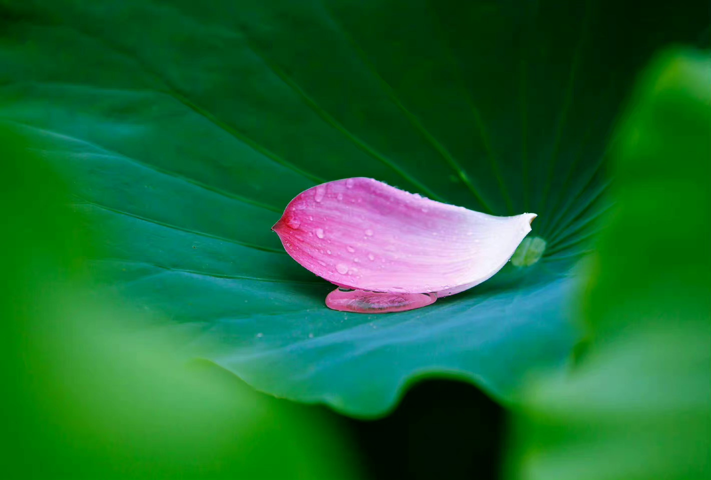 生命是一场无言的花开，人与人的相遇绝非偶然，不是礼物，便是领悟，或浮光掠影，或刻