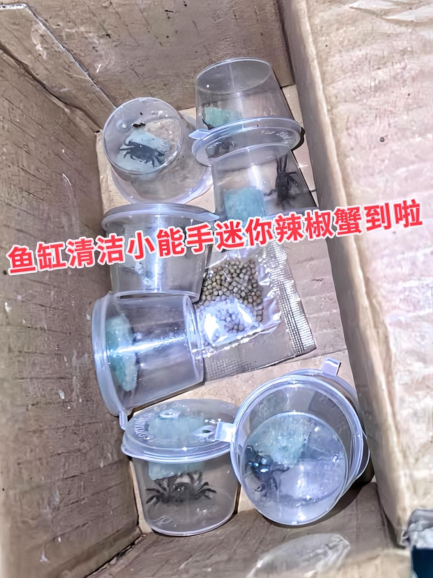 它可以作为观赏宠物，其小巧可爱的外形很吸引人，外壳颜色鲜艳，比如有红色...