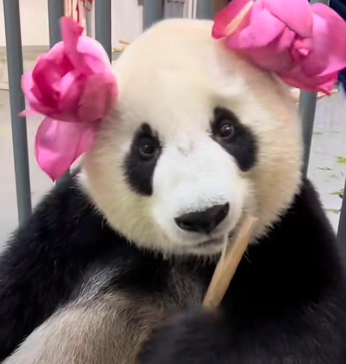 网友真就什么都找得到[二哈]（盟盟🐼太可爱） ​​​