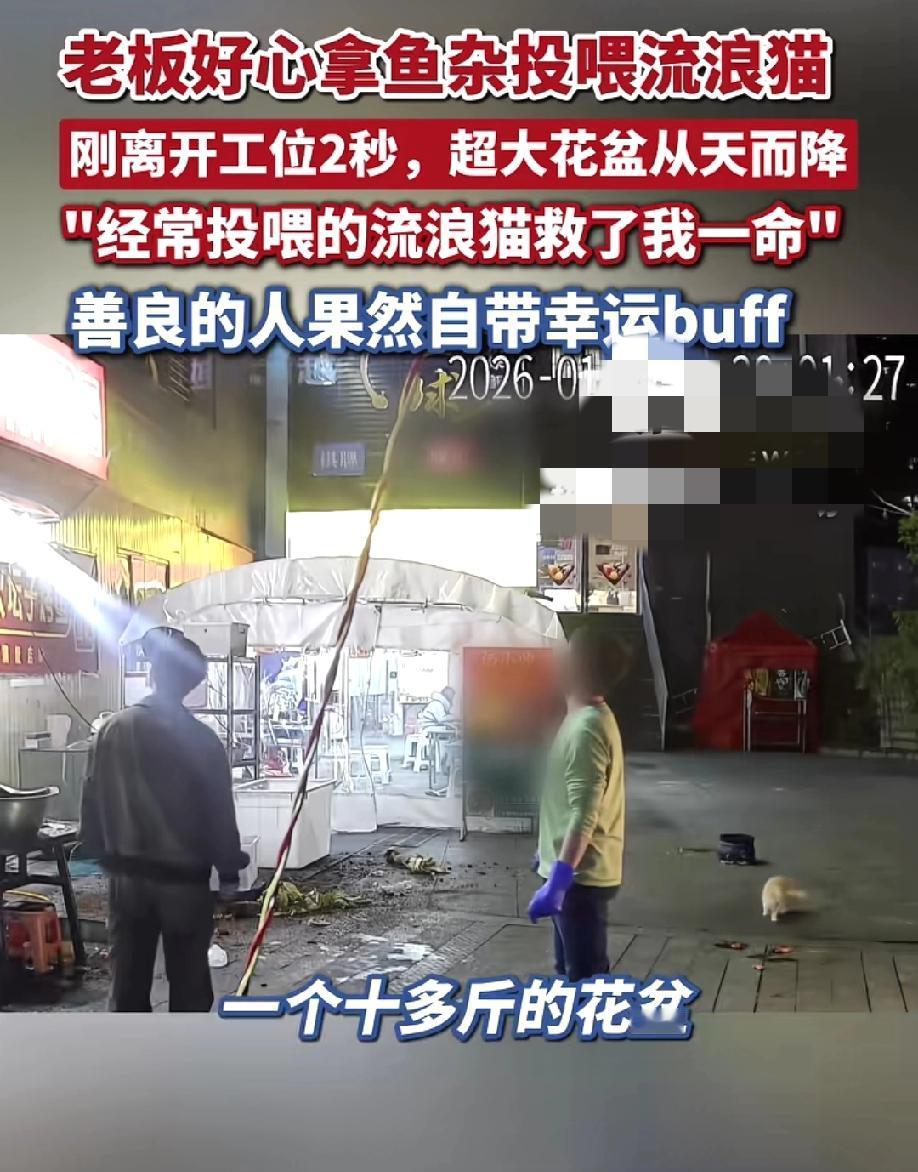 善良的人果然是幸运的
贵阳一烤鱼店的老板拿鱼杂投喂流浪猫，刚离开他站的地方2秒，
