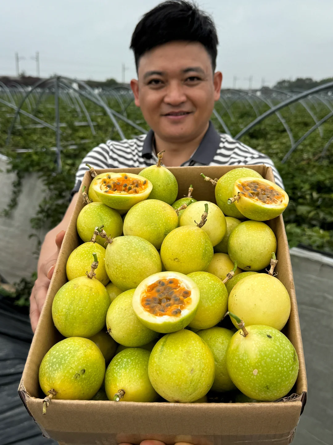 我在产地替大家尝了，口感确实可以了！