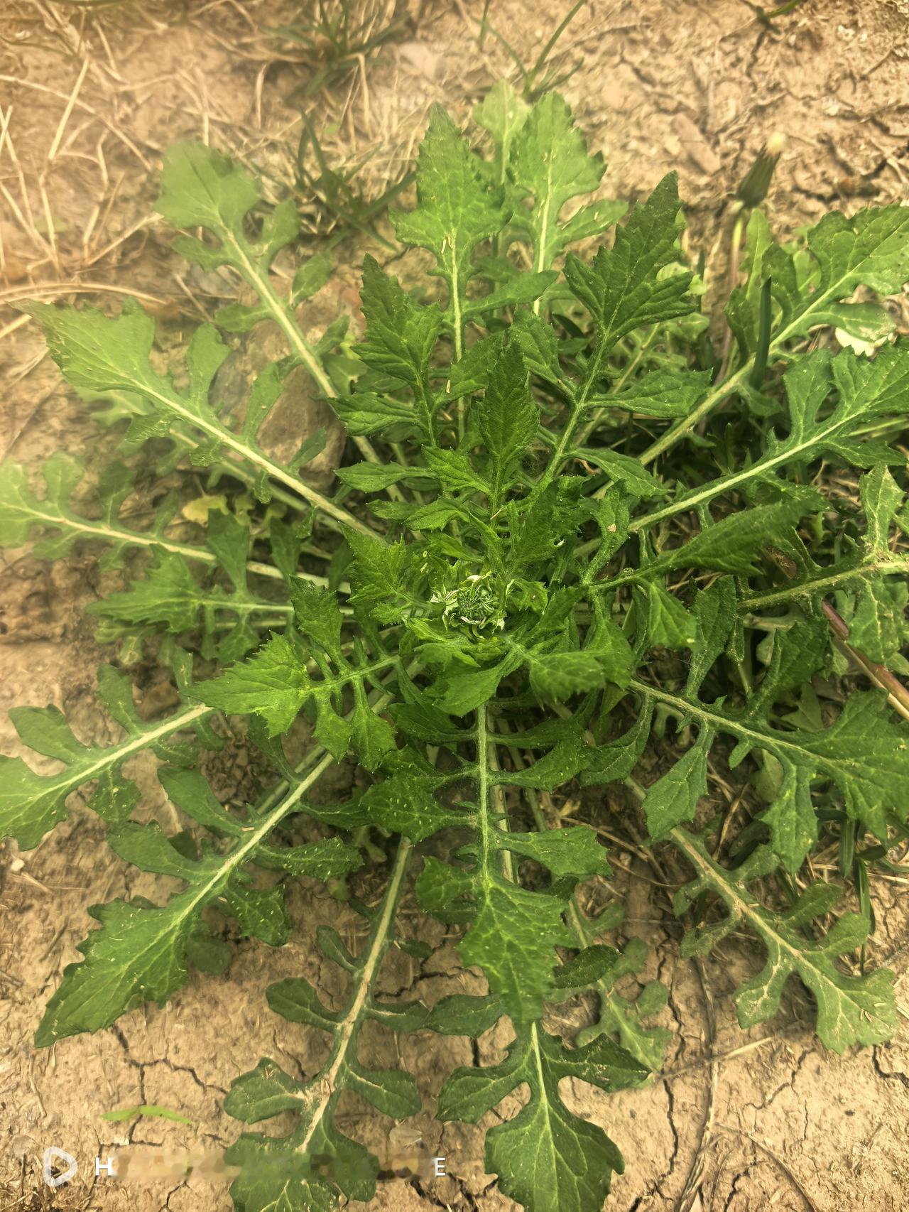 河北的网友们知道这种野菜叫什么名字吗！听说还能食用。

今天，在小区的草坪上挖野