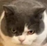 陶喆猫时候