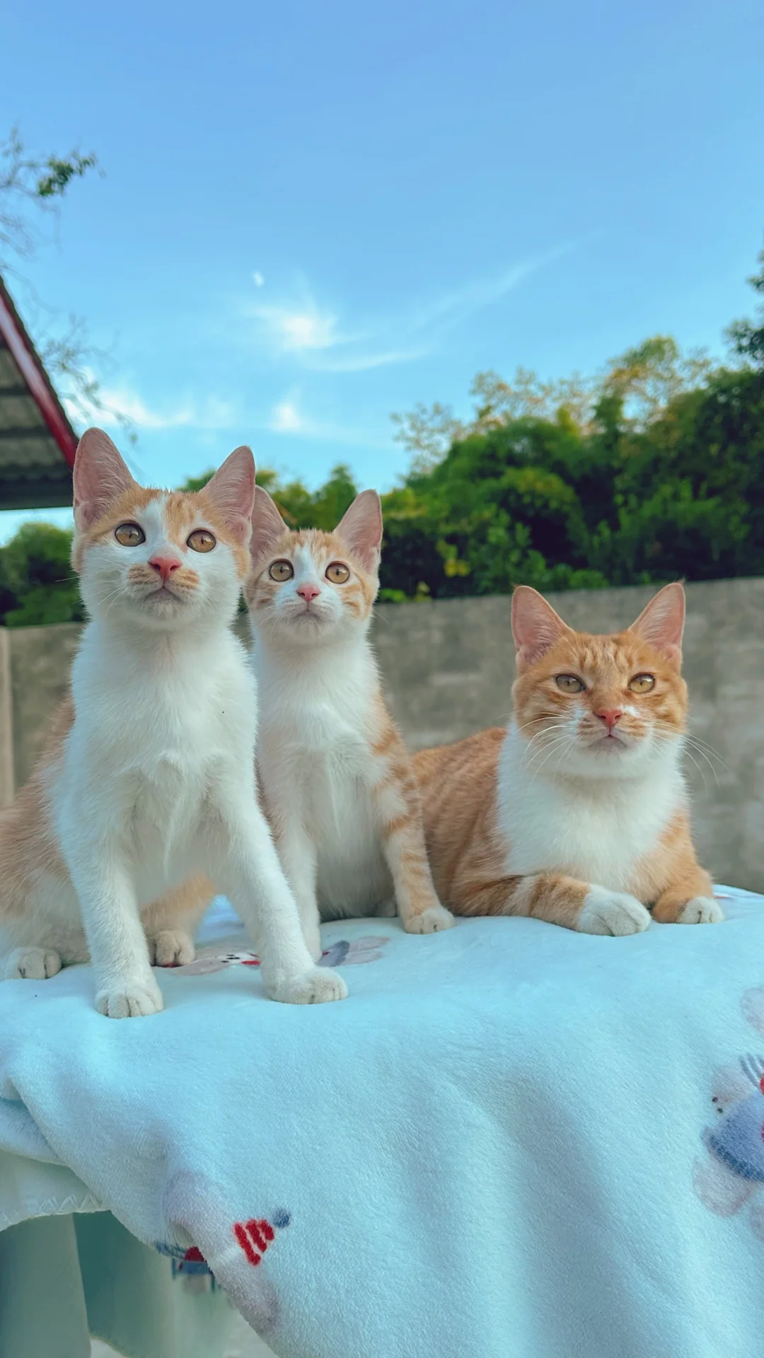 在农村养了七十多只猫 全年无休🥹