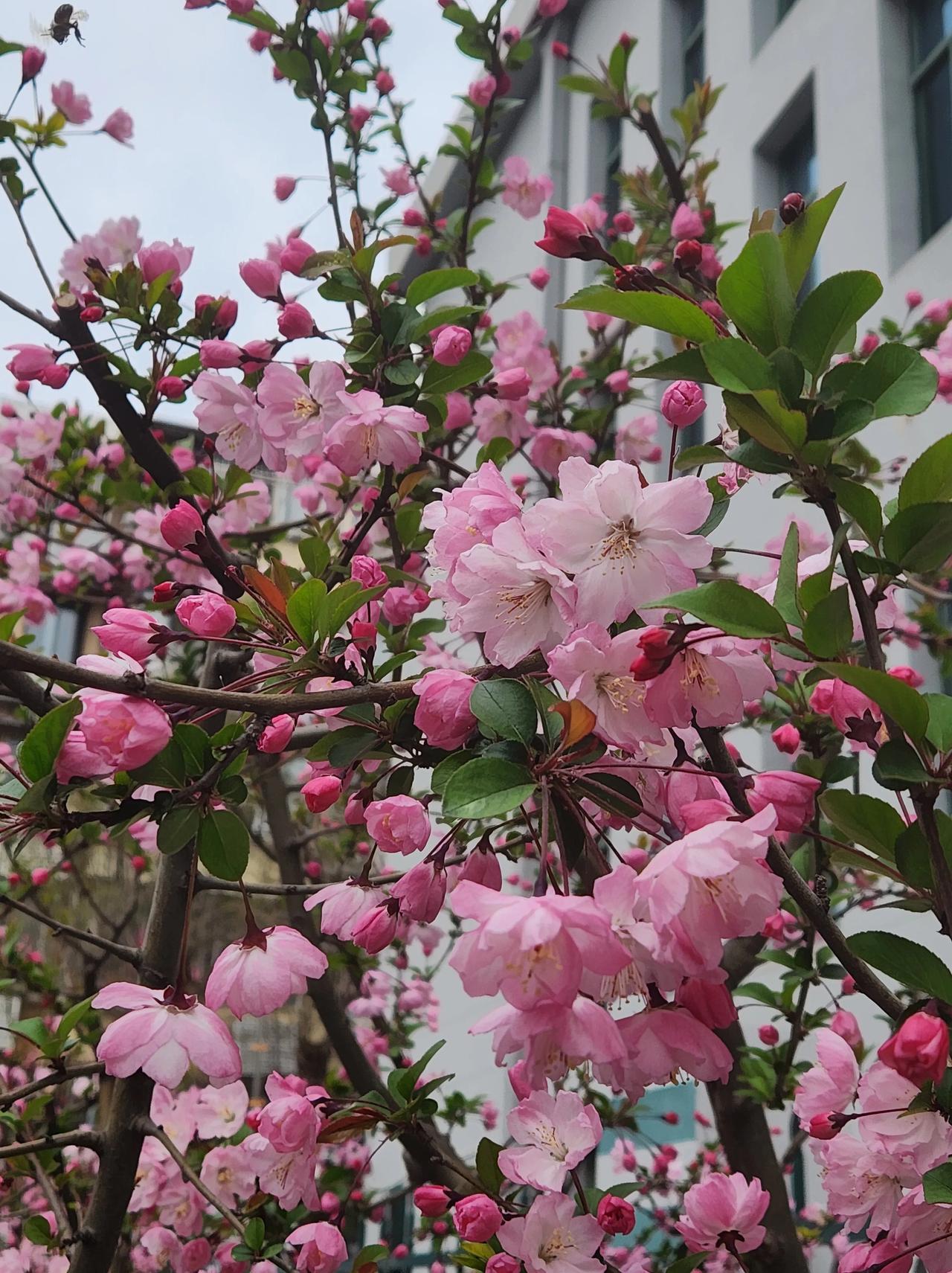 在南京阅江楼附近的小河边，樱花和桃花都开了。河边走一走，心情好不少。