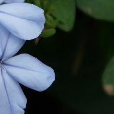 0000老公冷脸世首萌 蓝雪花种植方法一、栽种土壤喜疏松微酸透气土，忌黏重黄泥配