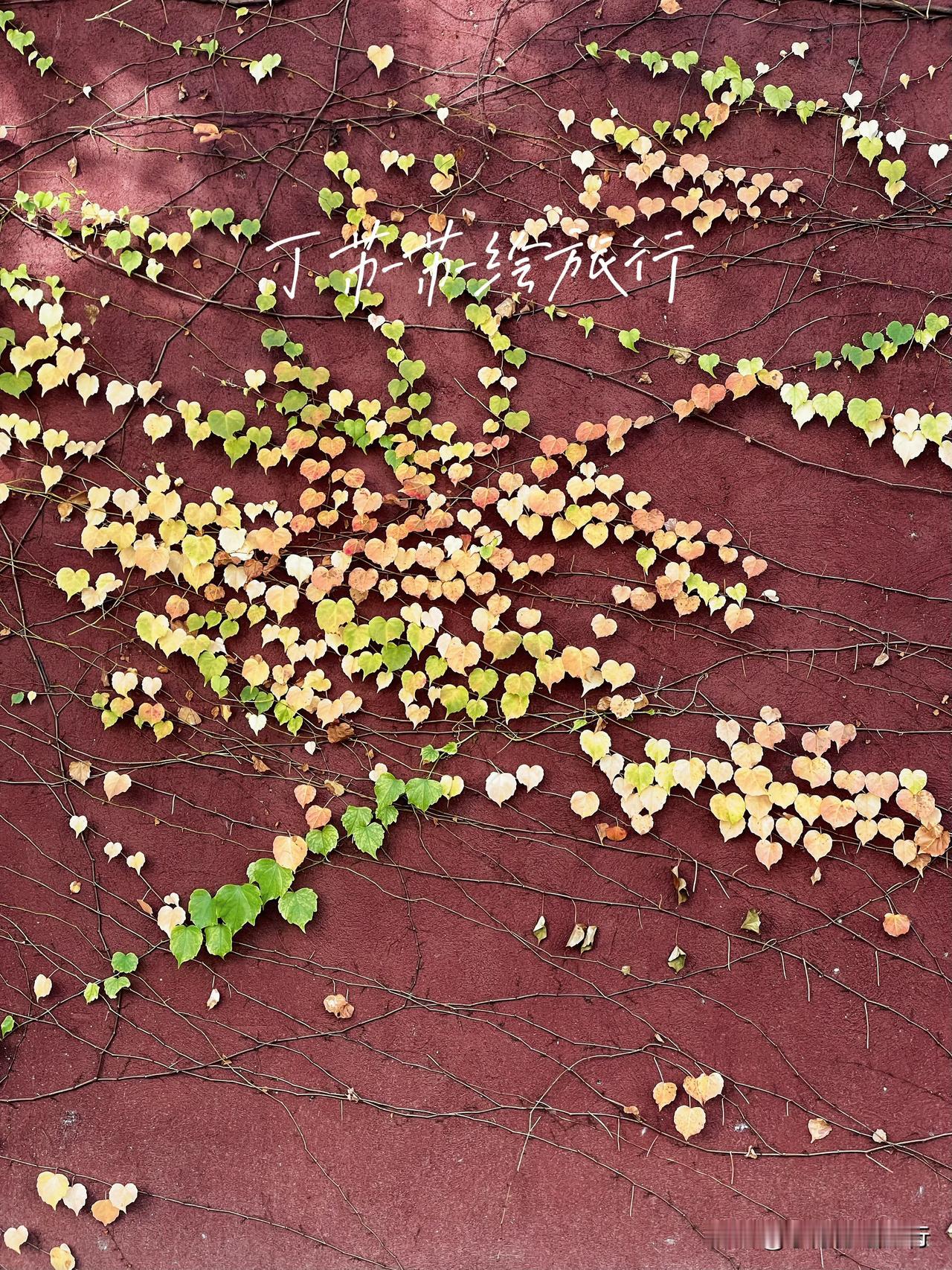 大年初一在福州遇见了一整片的心！2025好运开启❤️
 中国手机摄影 旅行 
@
