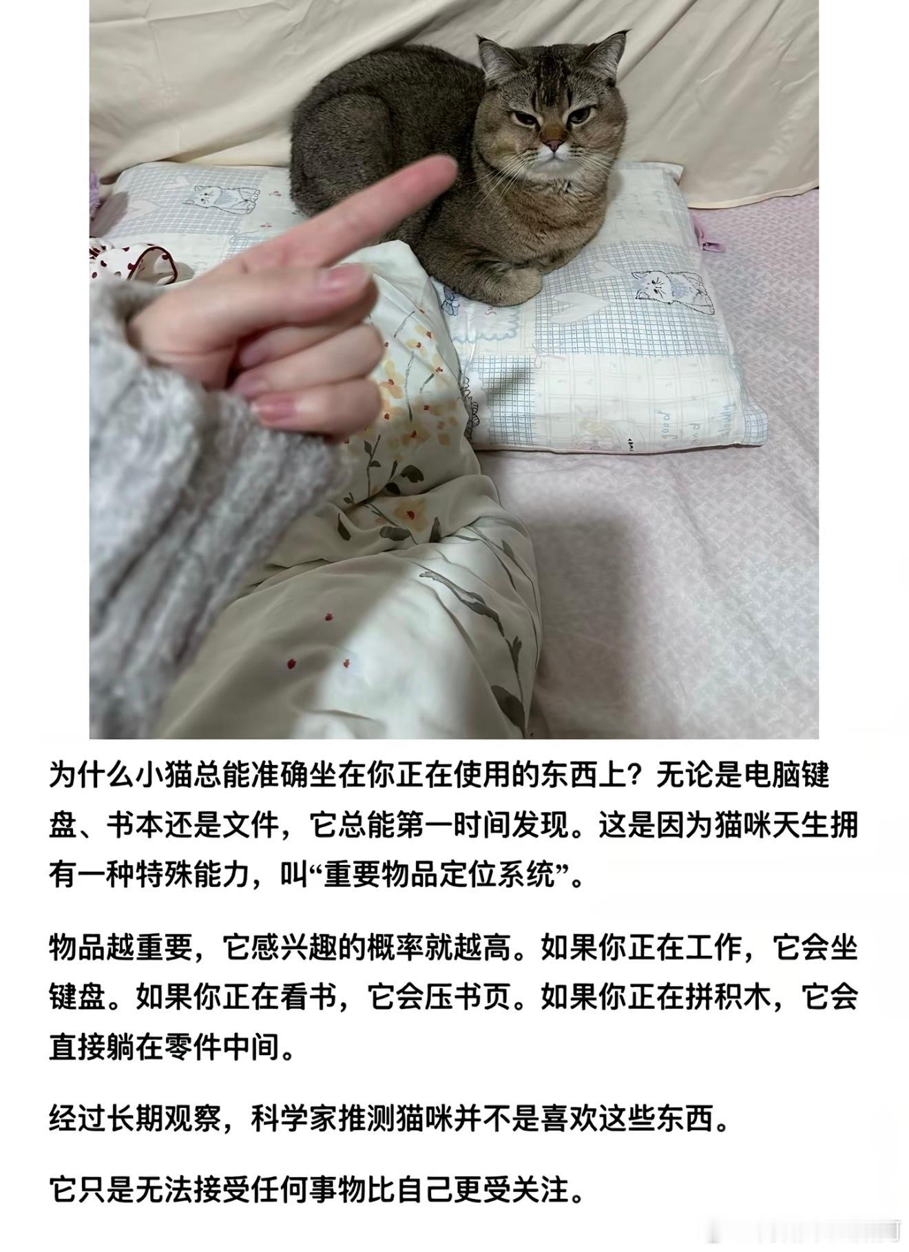 小猫无法接受任何事物比自己更受关注 