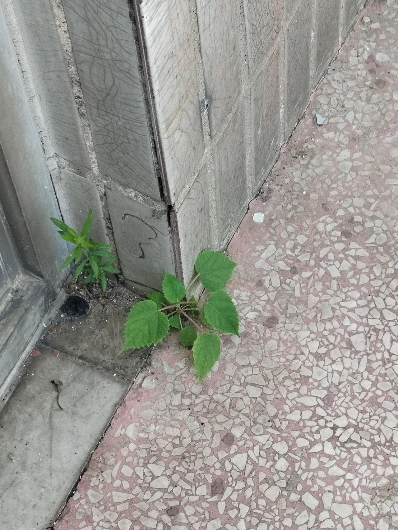 长在4楼凉台上水泥地上的植物！
​真坚强！
​没有一点点土壤！