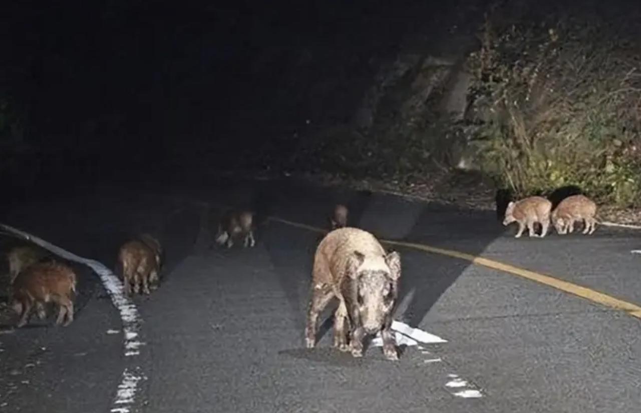 你敢信？日本福岛无人区里的野猪，现在猛得不像话！不是变异成哥斯拉，而是偷偷跟跑出