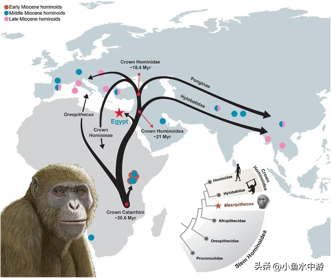 研究人员在《科学》期刊上发表报告称，在埃及北部新发现的一具古猿化石，正在重塑人们