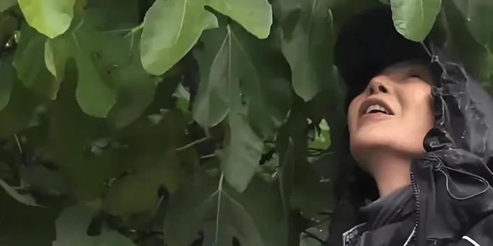 1月23日，62岁的张曼玉在社交平台分享了自己在巴黎郊外果园雨中摘无花果的惬意“