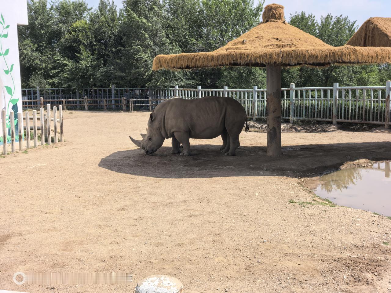 打卡呼和浩特大青山野生动物园，看看犀牛🦏！