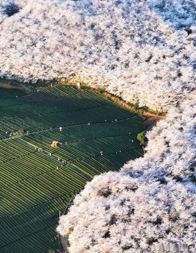 贵州平坝，藏着全球最大的粉色花海，700000多万株樱花构成了一幅令人窒息的画卷