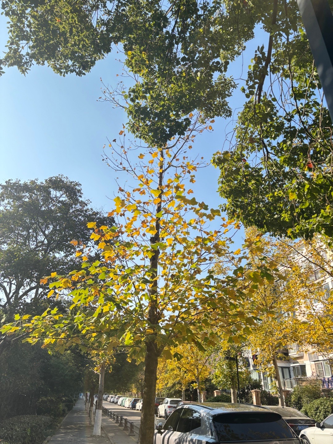 中英文都看了，王安宇的配音确实挺出戏，和角色非常不搭，一听声音就知道是王安宇本人