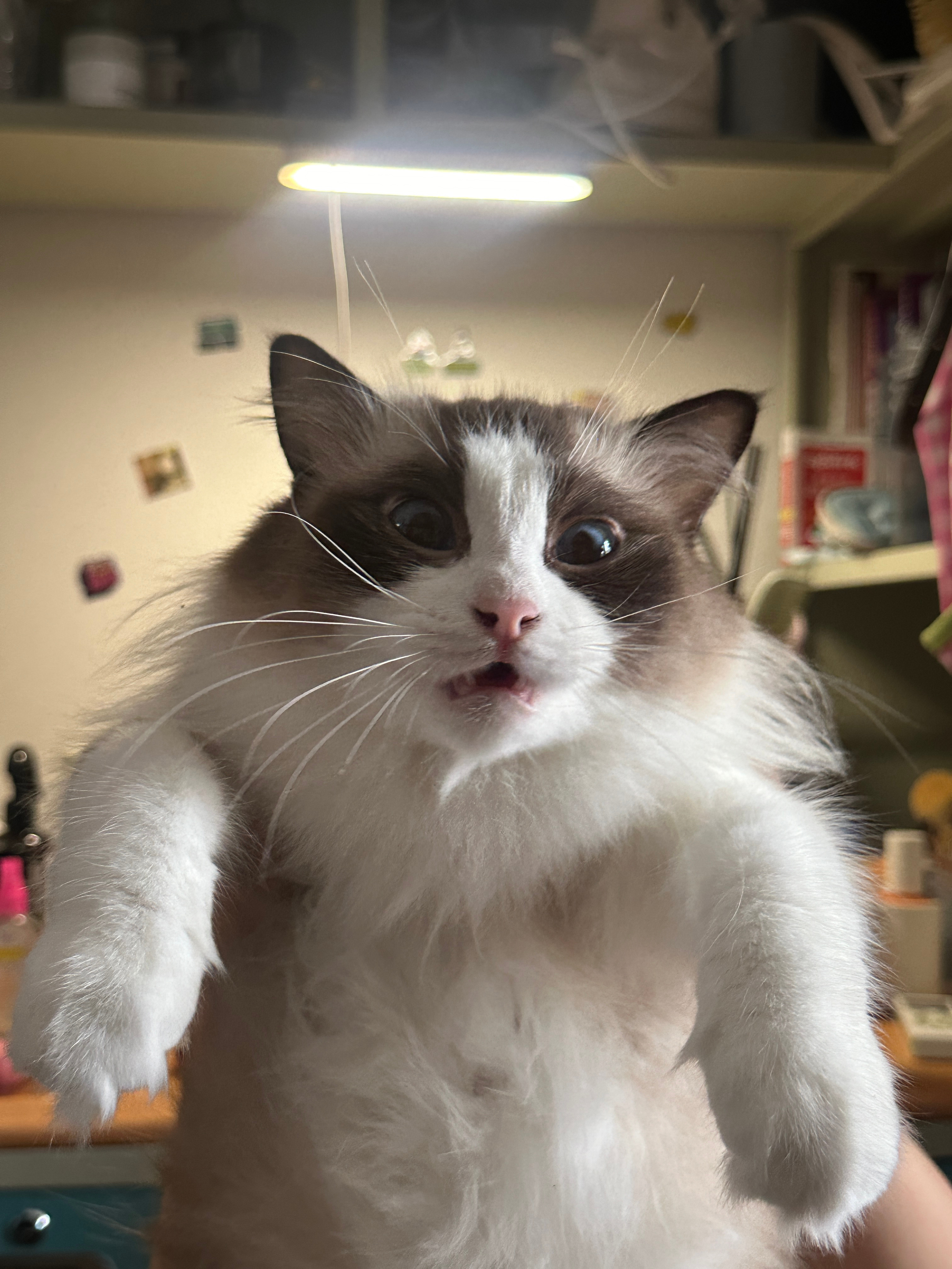 傻了这孩子 ​​​