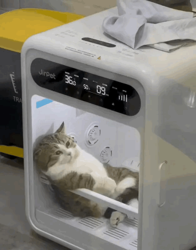 🐱：我这一生如履薄冰