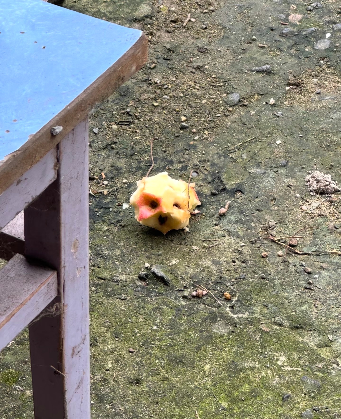 苹果小狗 ​​​