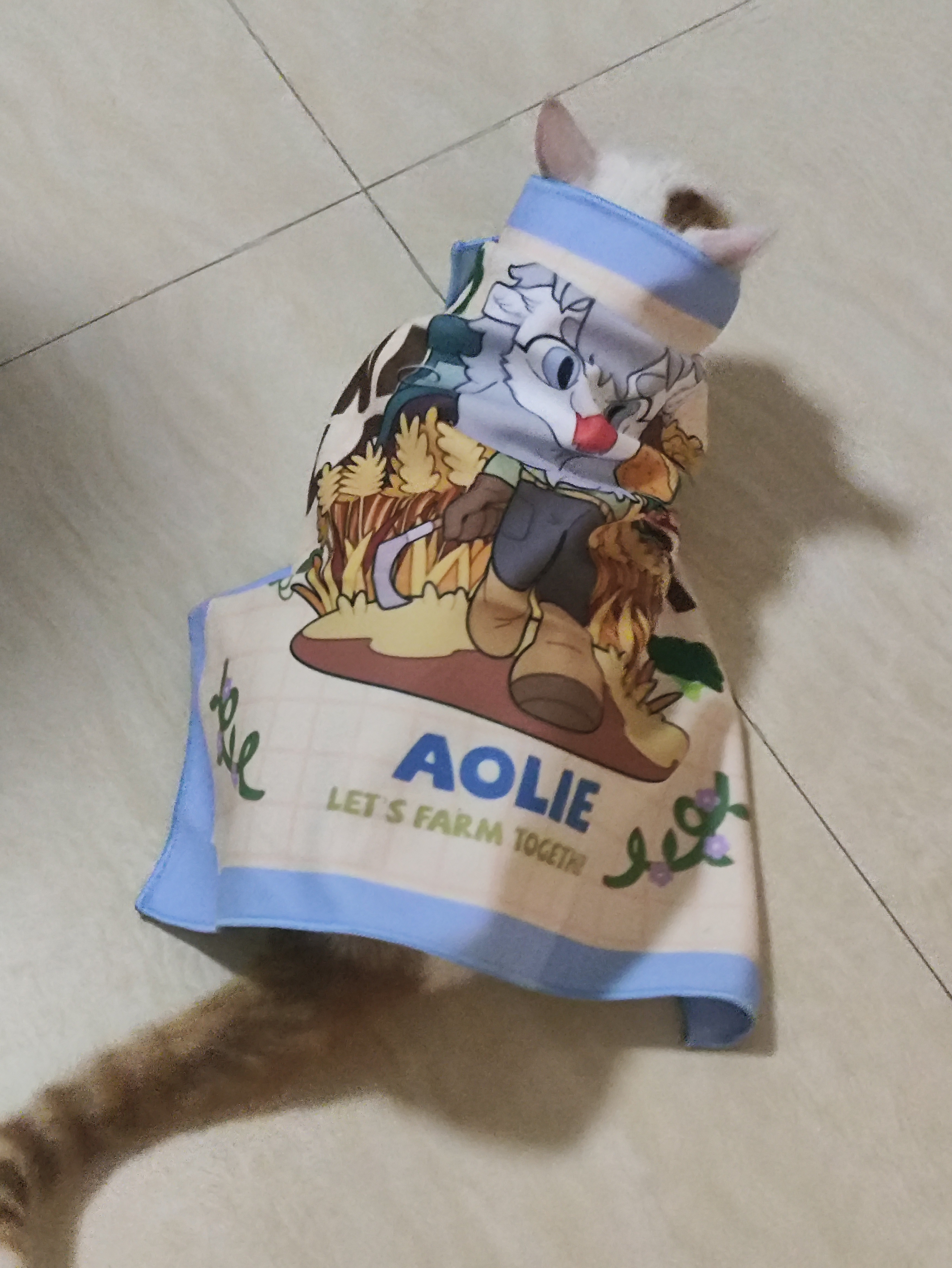 朋友说送个百贴布给我包猫，一猫之大，一布包不下 