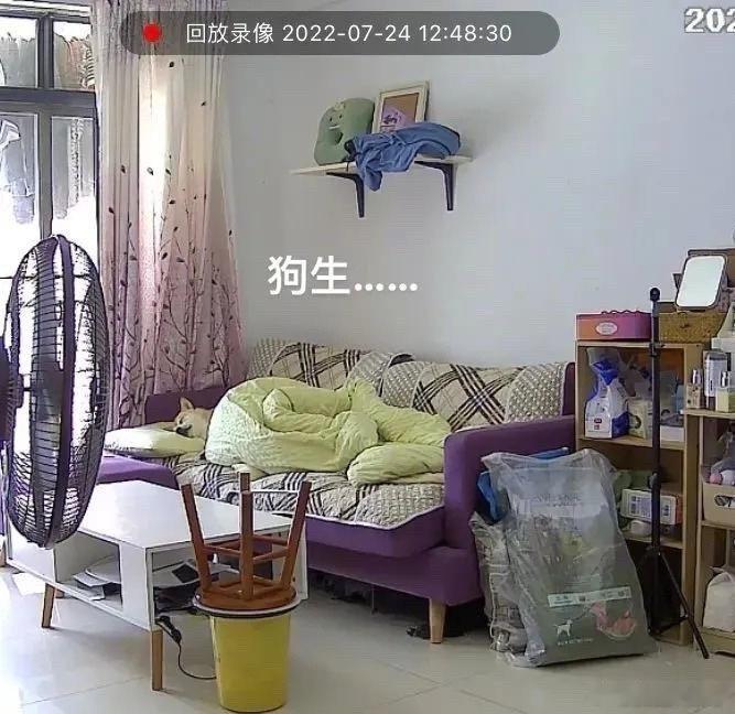 #去散散你的班味#我去上班，狗子在家贪睡享受。[苦涩] ​​​