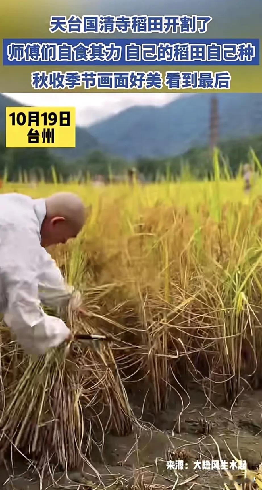 这才是真正的修行者，自食其力，自己种地，丰衣足食，虽然顶着5A景区的名头，但是寺