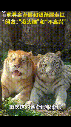 没想到火到人民日报了！近日，重庆某野生动物园两只虎界“金渐层”和“银渐层”火了，