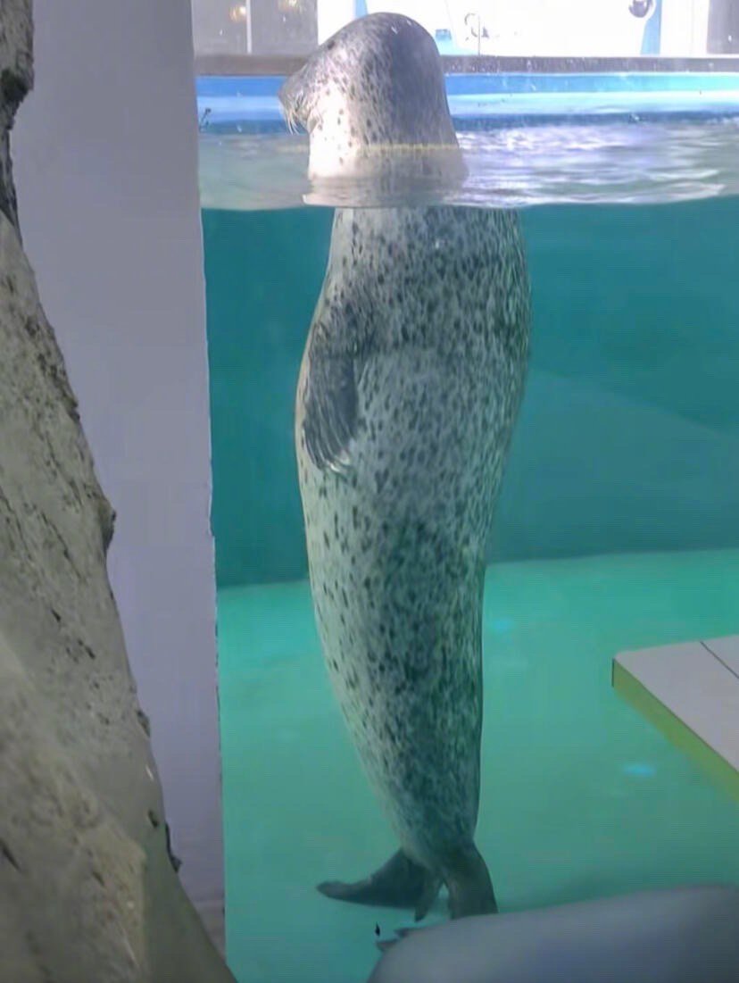 比奇堡海豹 ​​​
