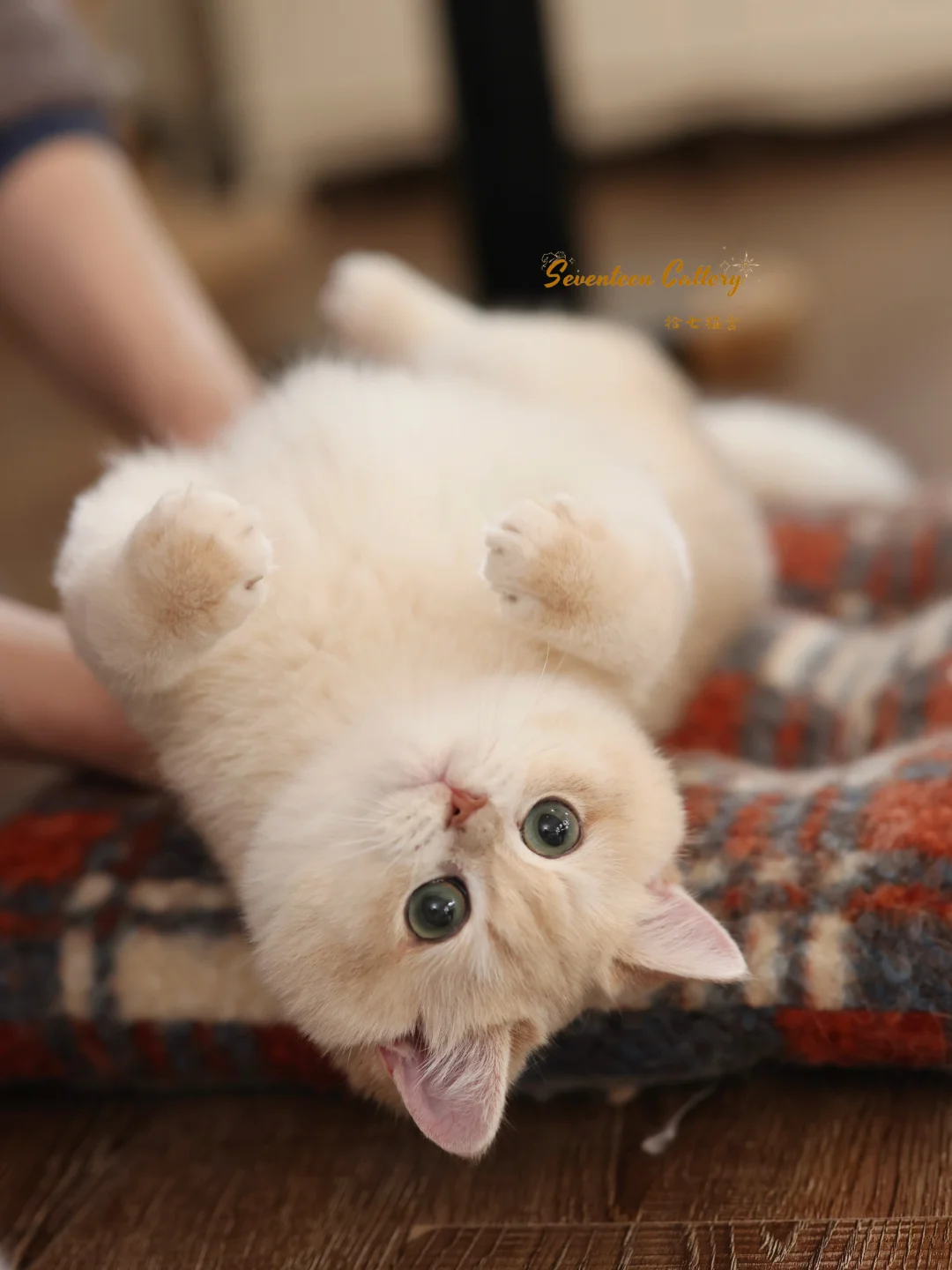 小猫倒着比较可爱吗🫢｜蓝金渐层短毛✨