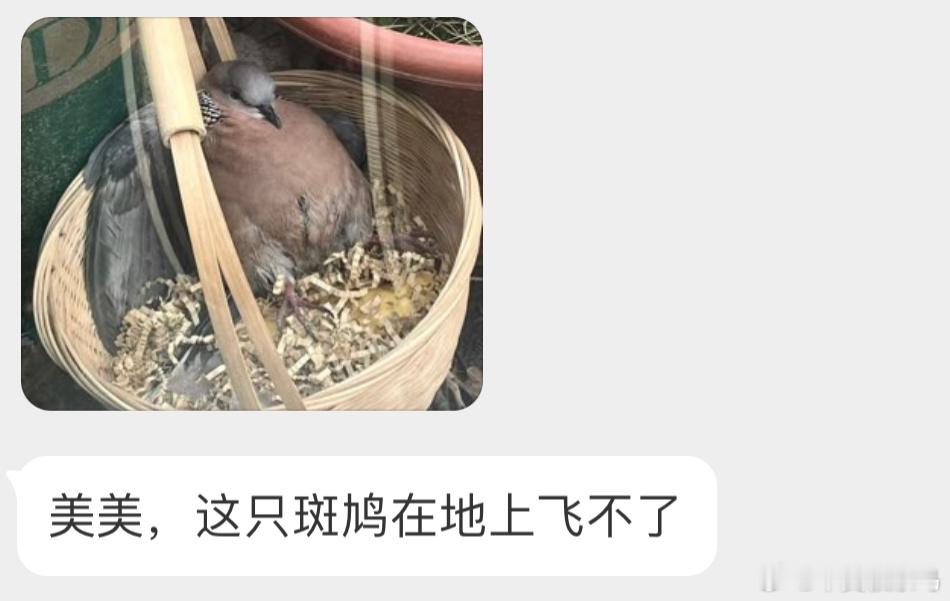 这是什么造型？？？估计是撞到玻璃窗了，让它自己休息会 ​​​