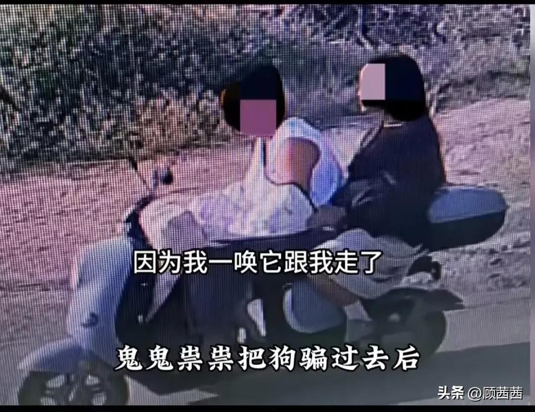 万里寻狗竟遭全村施压，网红边牧被偷杀的真相太让人窒息！
 
河南商丘的陨石边牧“