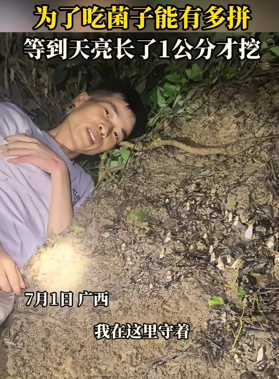 广西，一男子晚上和朋友进山找菌子，发现一窝鸡枞，他觉得个头太小，但又怕一走就被别