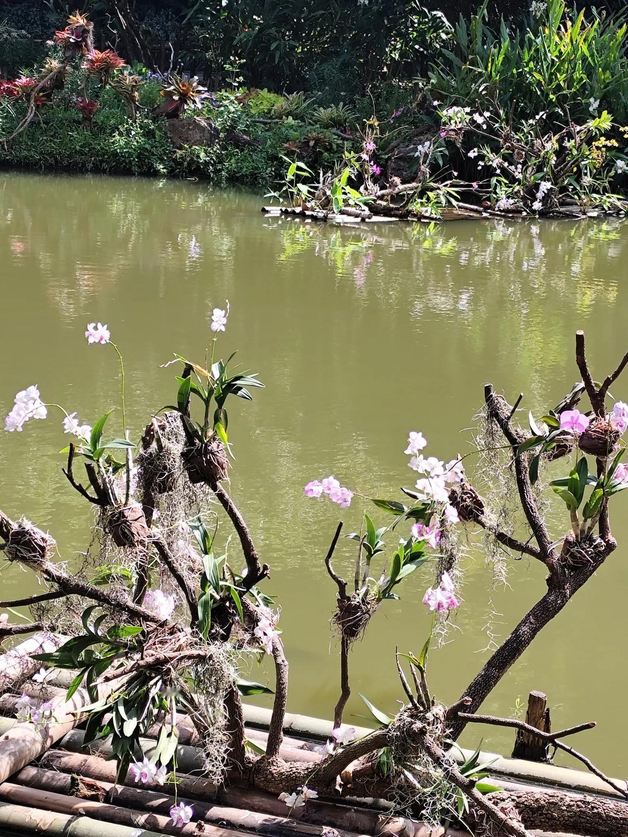 陈梦在巴黎奥运会拿冠军，最应该感谢刘国梁。因为陈梦接受采访时爆料，东京奥运会夺冠