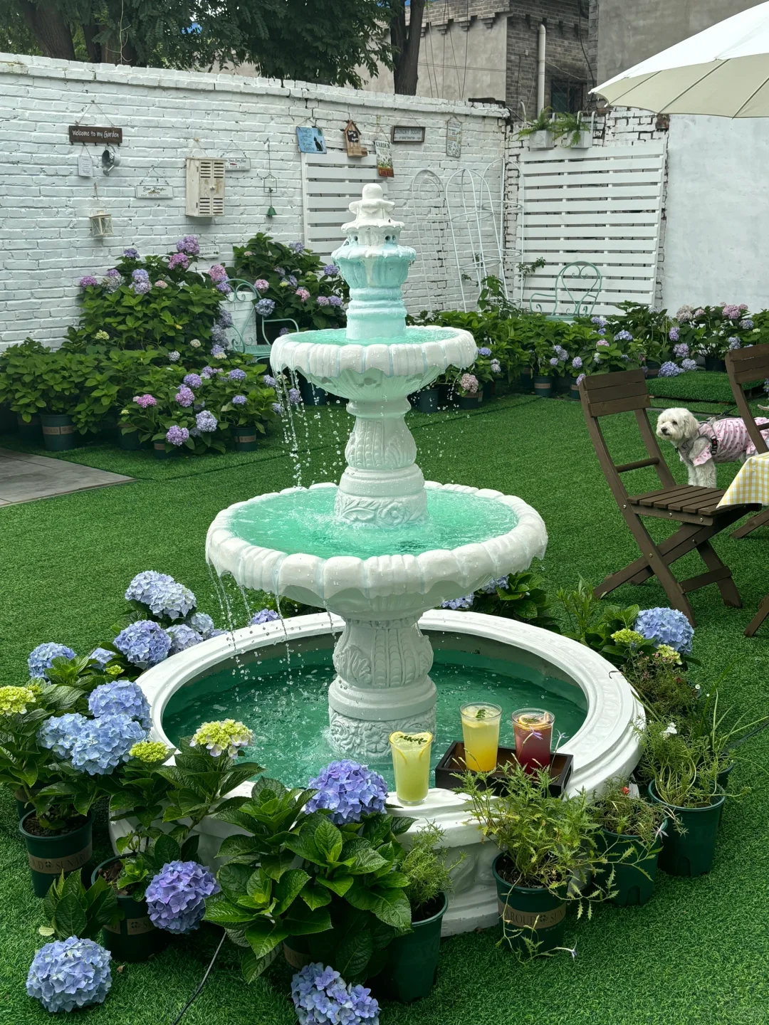 ⛲️北京新店！莫奈花园般的金鱼梦境咖啡🫧🐠