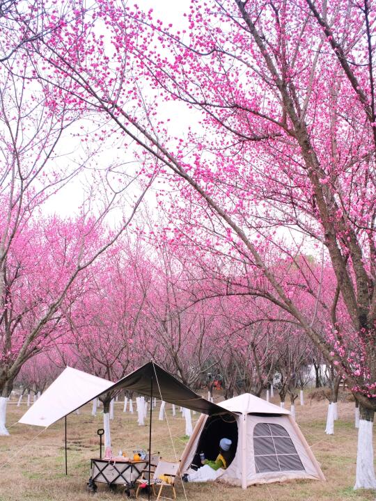 成都市区！在大片梅林花海里露营太治愈了🏕️