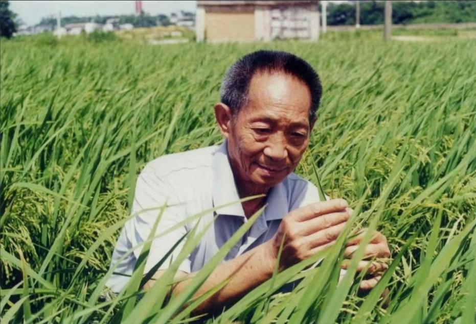 真是什么黑心钱都敢赚！坐拥200多万粉丝的农业网红杨受教，靠抹黑袁隆平院士的杂交