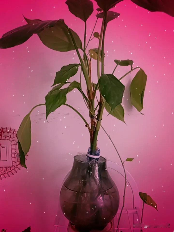 晒图笔记大赛周末了，在家休息，看看我搞的水培植物，好多花往往都是可以水培的。