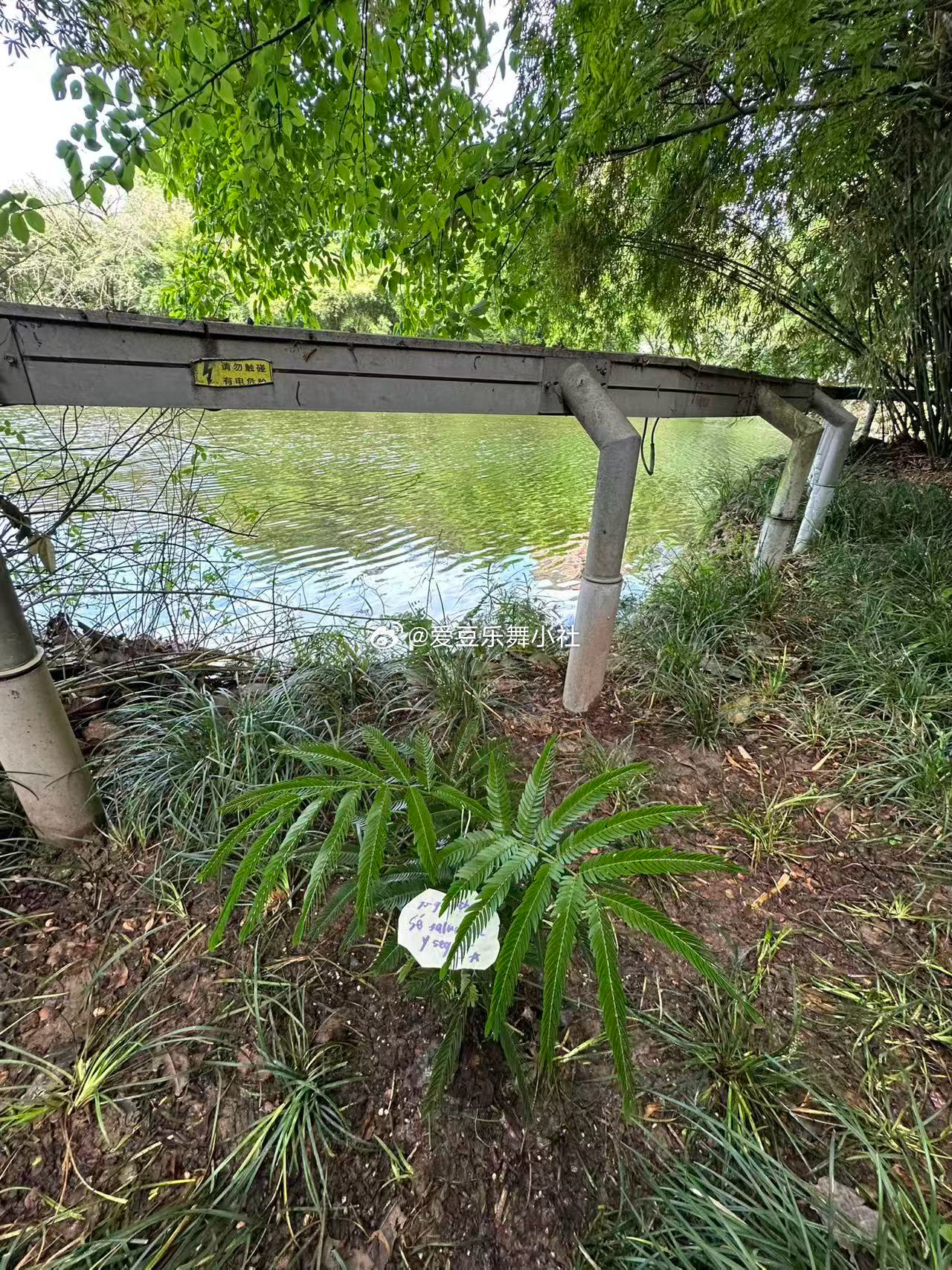 陈奕恒的树苗不见了 哼毛又种了一棵🌱🌴真好啊真好🥹 