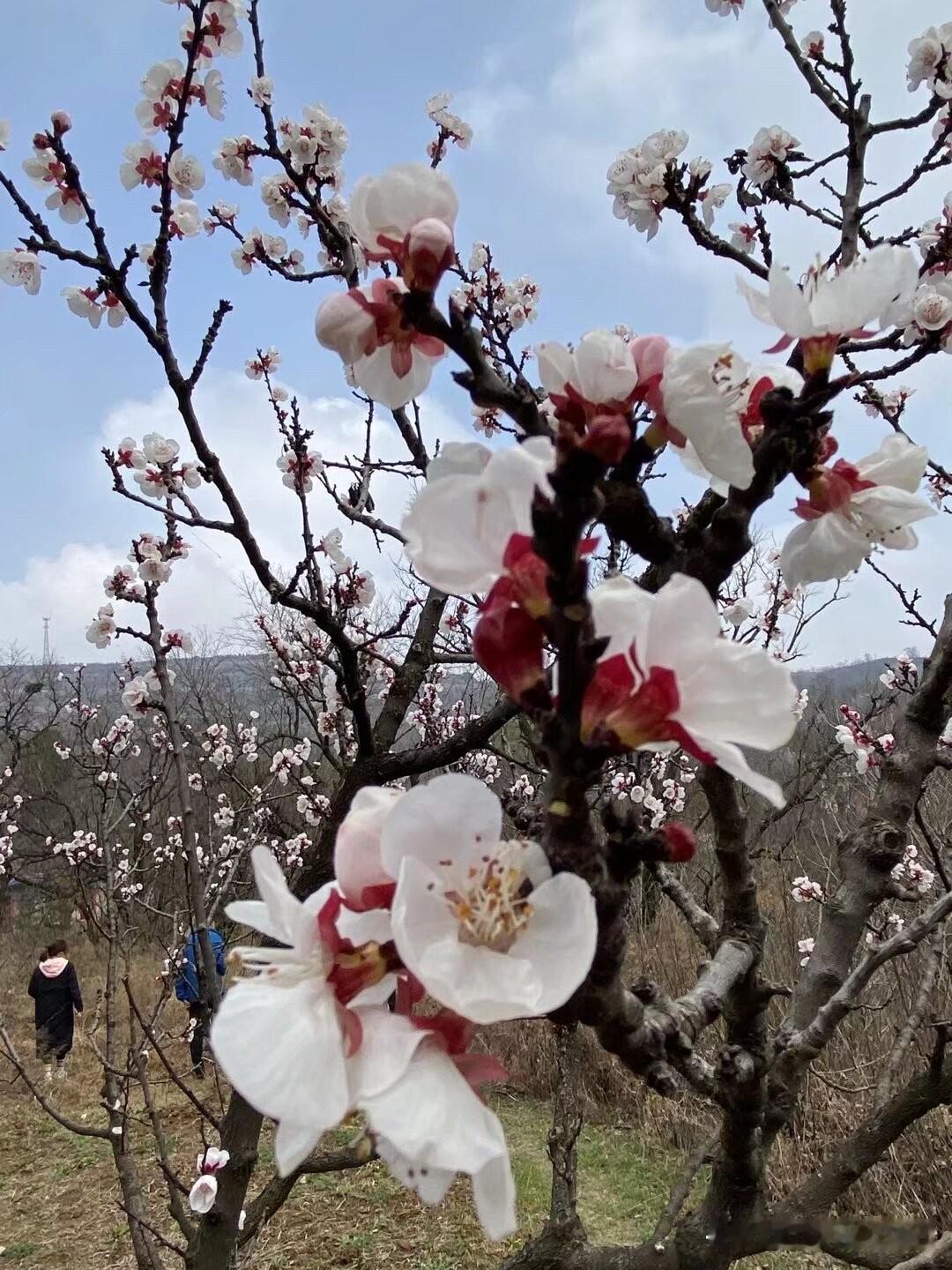 一日看尽长安花。
小时候学习唐代诗人孟郊这首七言绝句时，问过老师：“长安花”是什
