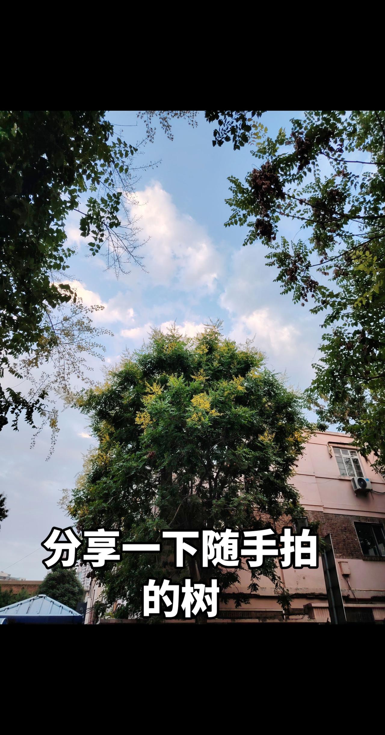 抬头看树 如果你也刚好抬头看树了 树与天空美照