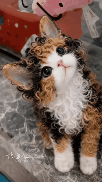 猫咪以为家里没人时会做什么