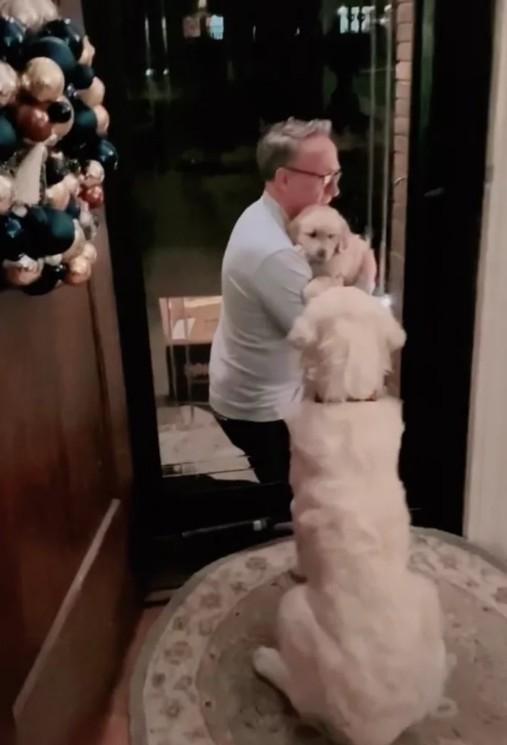 黄金猎犬向来是汪汪界的的大暖男，不仅个性善良、聪明，还总是怀抱着满满的爱对待家人