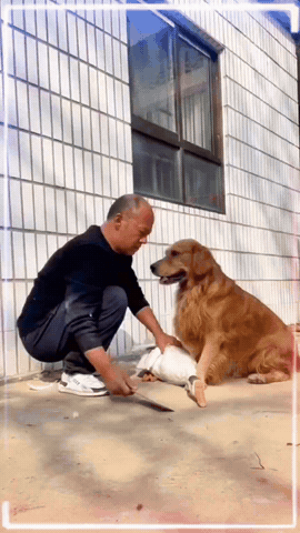 泪目又好笑！金毛为护大鹅，上演“苦肉计”劝主人，结局太暖了！
 
家人们谁懂啊！