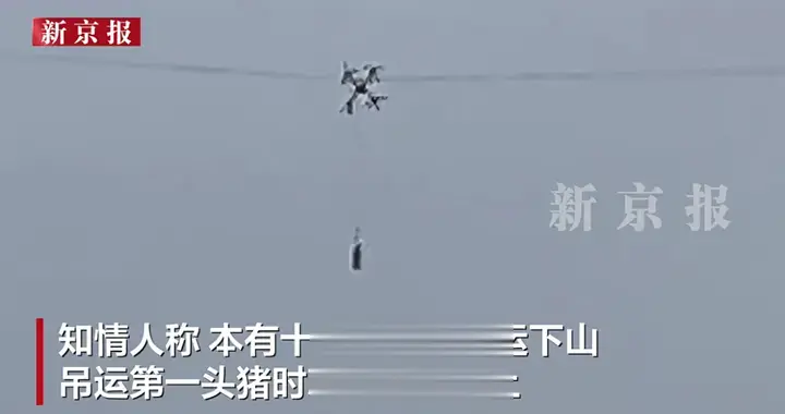 无人机吊猪下山挂电线上致村庄停电10小时，知情人：本有十余头，第一头就挂上了;派出所：正在处置中