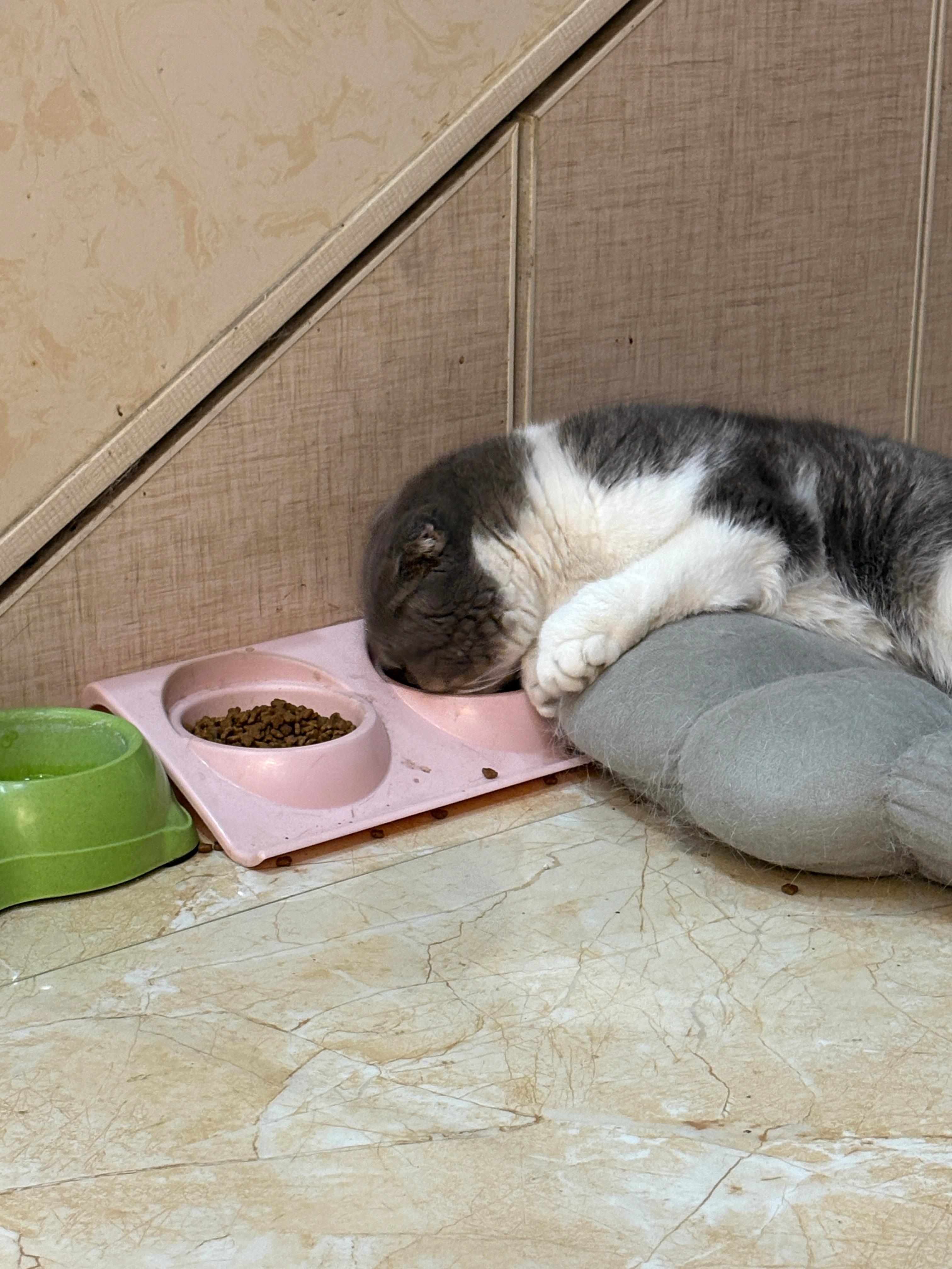 猫随主人，能躺着吃绝不坐着…🥲🥲🥲 