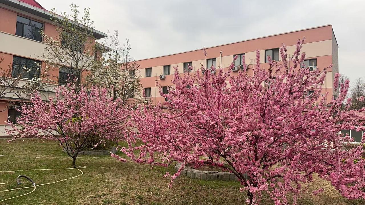 出差2天回来，单位院子里的花全开了。北京的春天有一种从这个城市横平竖直的硬线条里