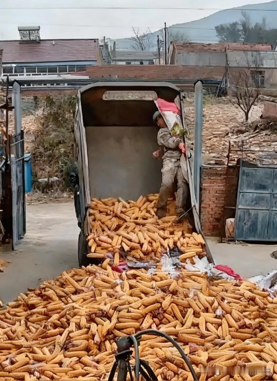 男子正在三轮车后边卸袋子
没想到车斗慢慢的抬起来了
他就随着车上的玉米一块往下滑