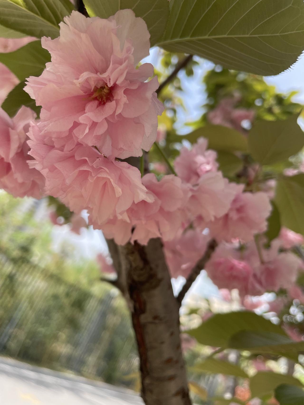 春天是最美的季节，有阳光有花草，空气还特别新鲜，看看风景和花草心情都变美了。