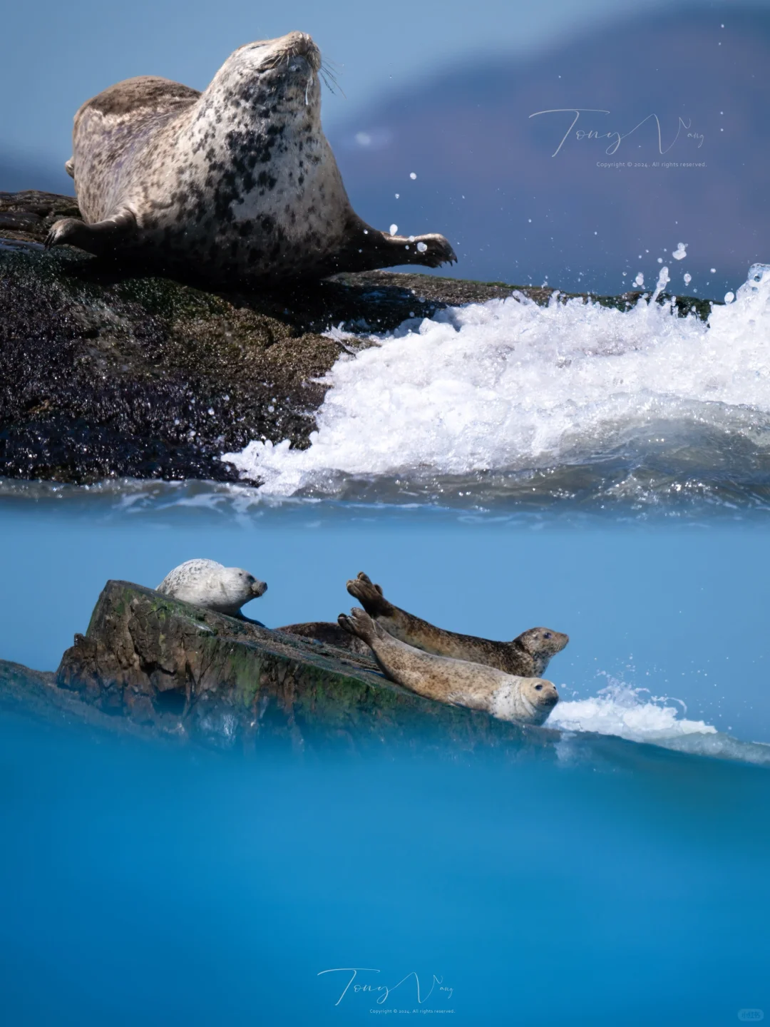 为了拍这张海豹🦭，我的尼康相机差点掉海里