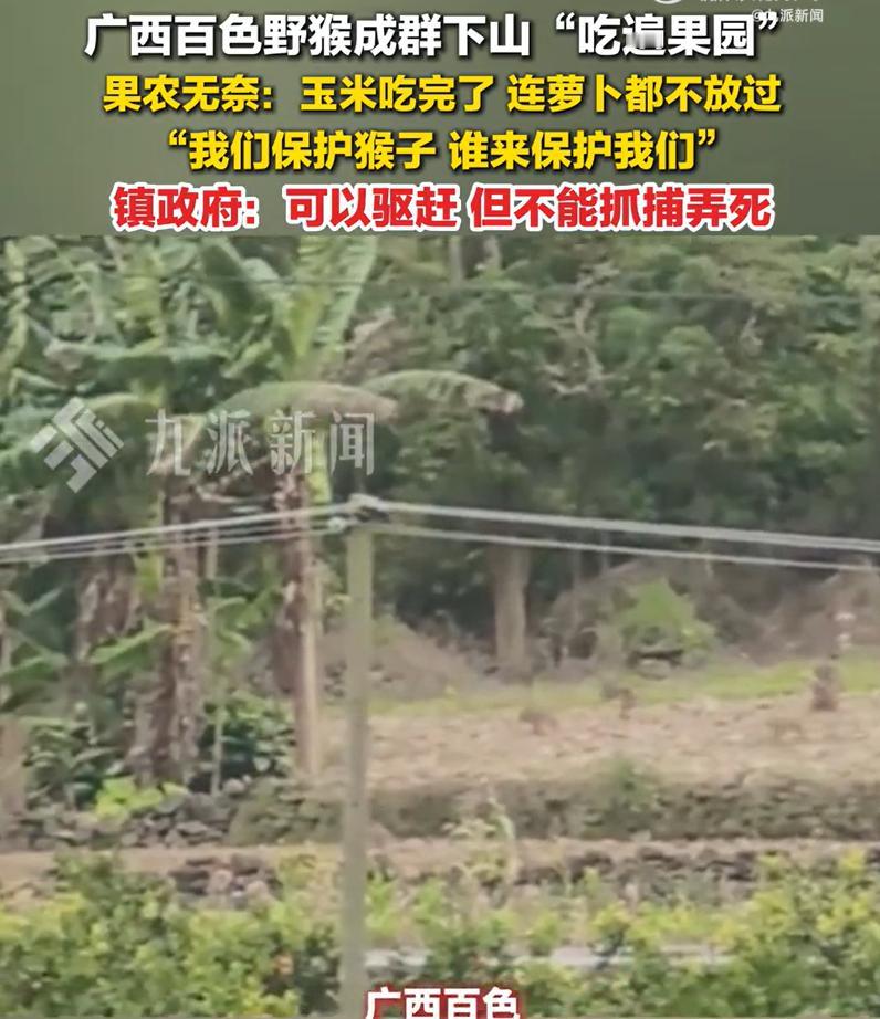 镇政府回应野猴成群下山吃遍果园：可以驱赶，但不能抓捕弄死。

1月7日，广西百色