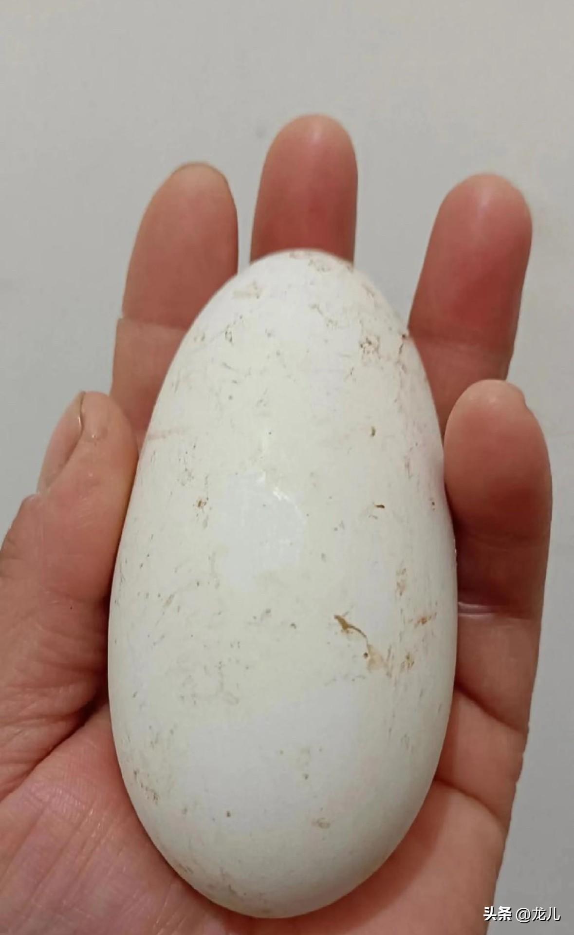 女生常吃鹅蛋的好处花钱难卖

鹅蛋常被大家忽视，实则是适配女生的温和养生食材。它